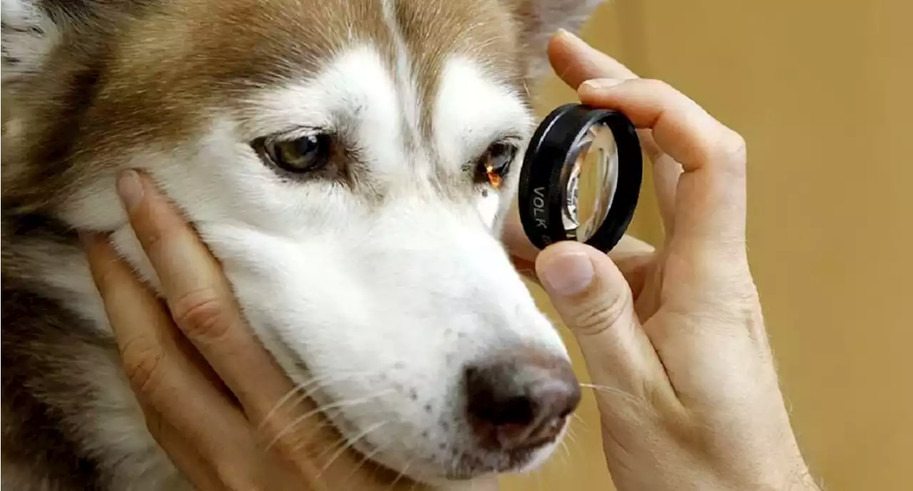 Las causas más comunes que producen las cataratas en perros - Pulzo