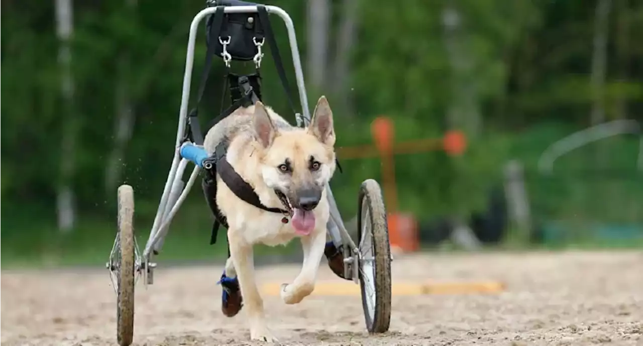 Las lesiones más frecuentes en mascotas que requieren de ortopedia - Pulzo