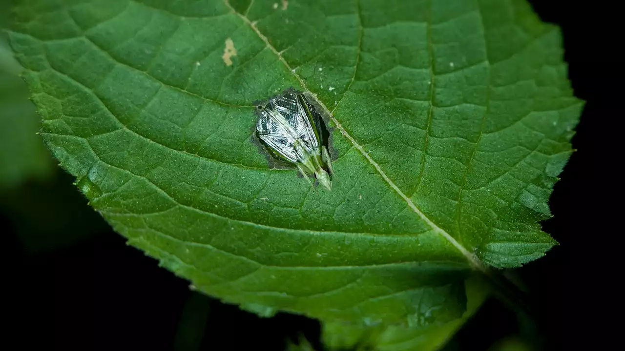 Small, quiet crickets turn leaves into megaphones to blare their mating call