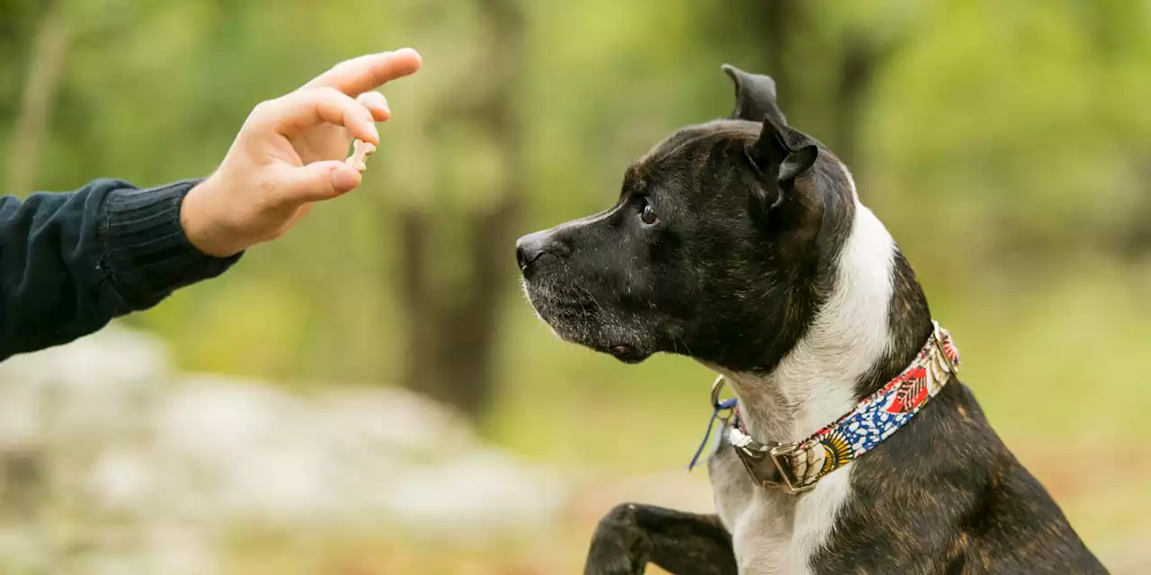 11 Dog Treats Your Pup Will Snarf Right Up