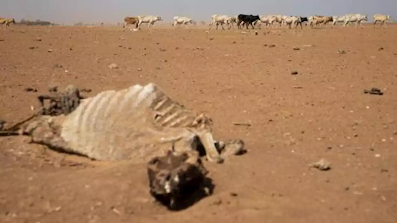 UN: Drought 'catastrophe' in Horn of Africa could push millions into famine