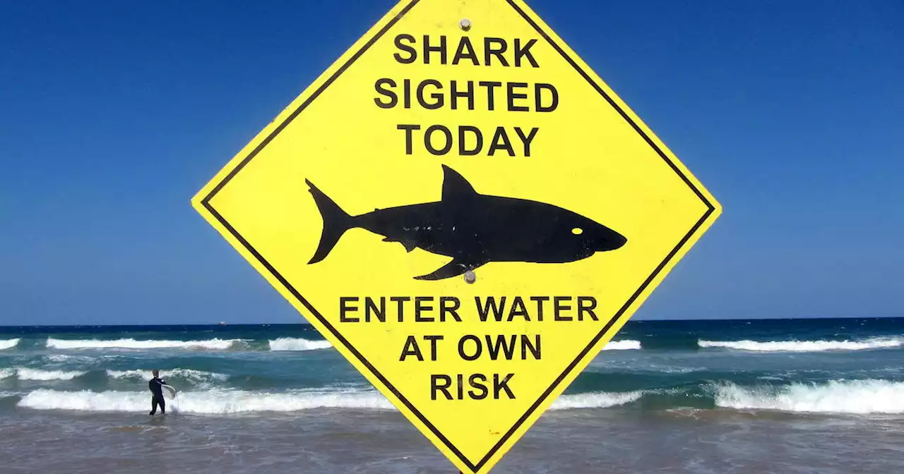 Shark attack kills man in city's first such death in almost 60 years