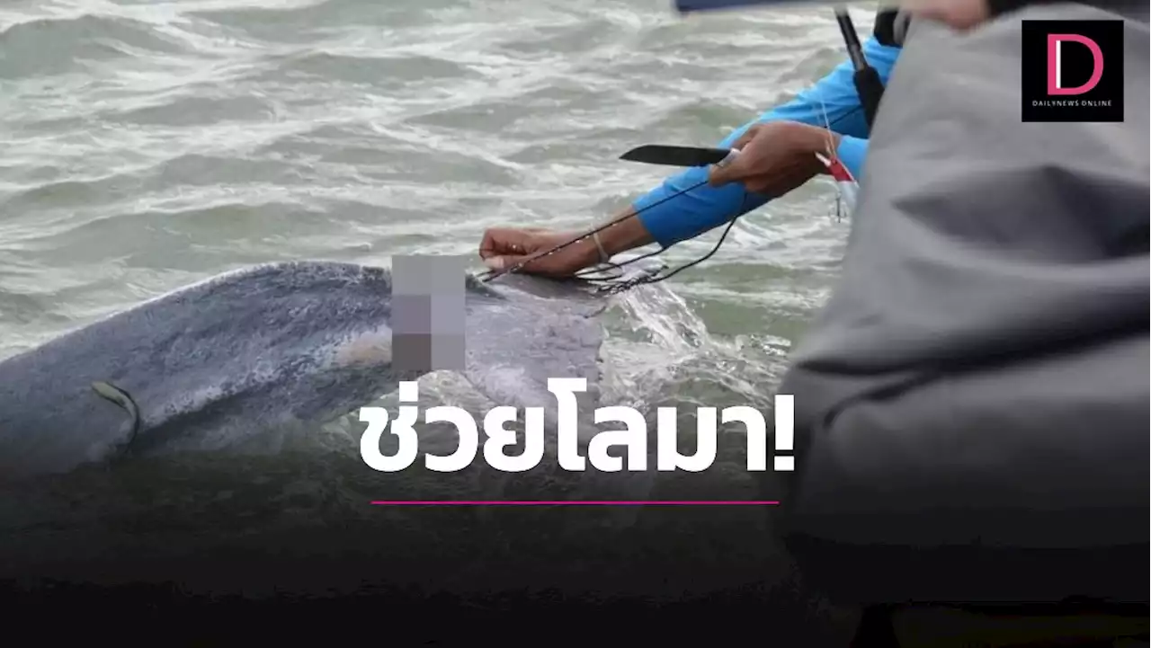 นาทีชีวิต! ช่วยโลมาวัยรุ่น ติดเชือกไซปูรัดหางบาดเจ็บกลางทะเลตรัง | เดลินิวส์