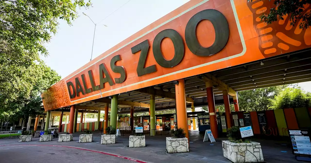 5 gorillas infected with COVID-19 at Dallas Zoo have omicron variant, results confirm