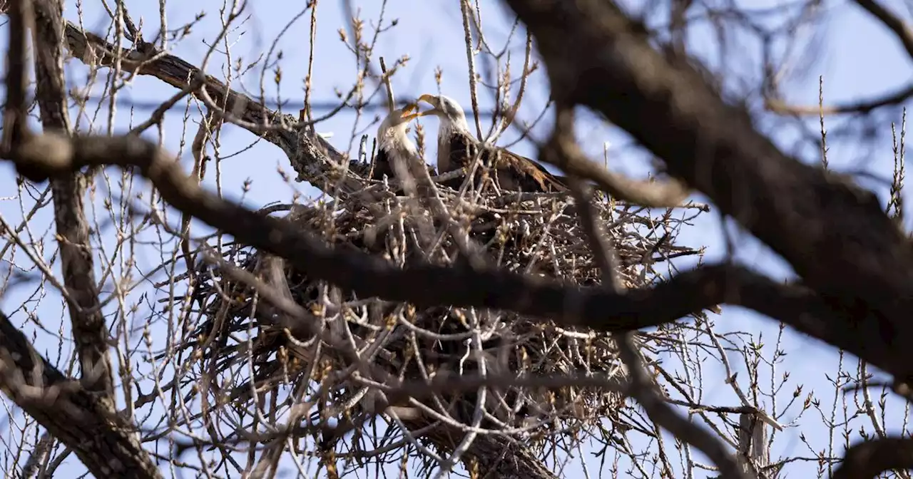 Bald eagles nest at Dallas’ White Rock Lake falls from tree after high wind gusts