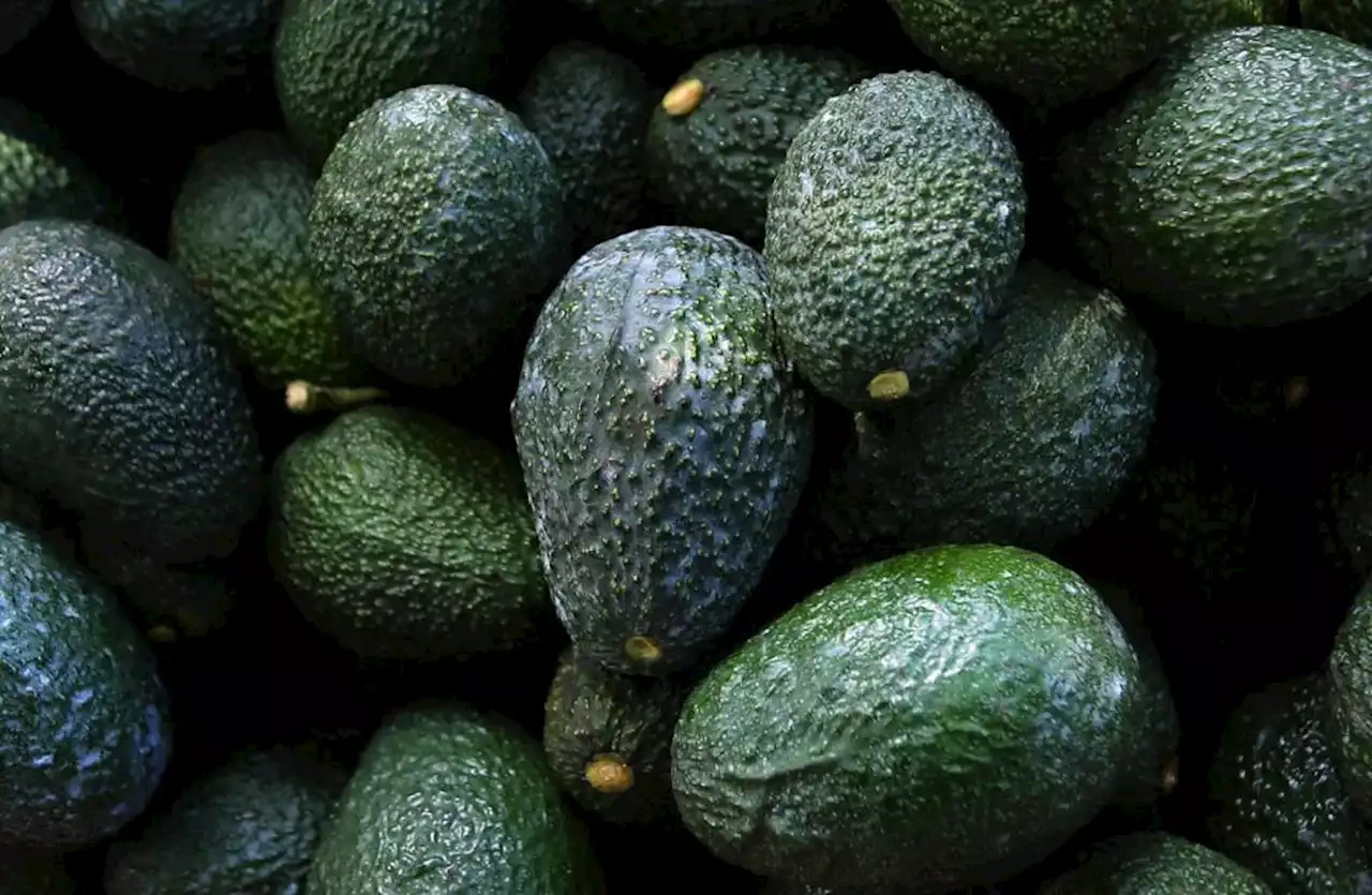 Mexico’s avocados face fallout from violence, deforestation