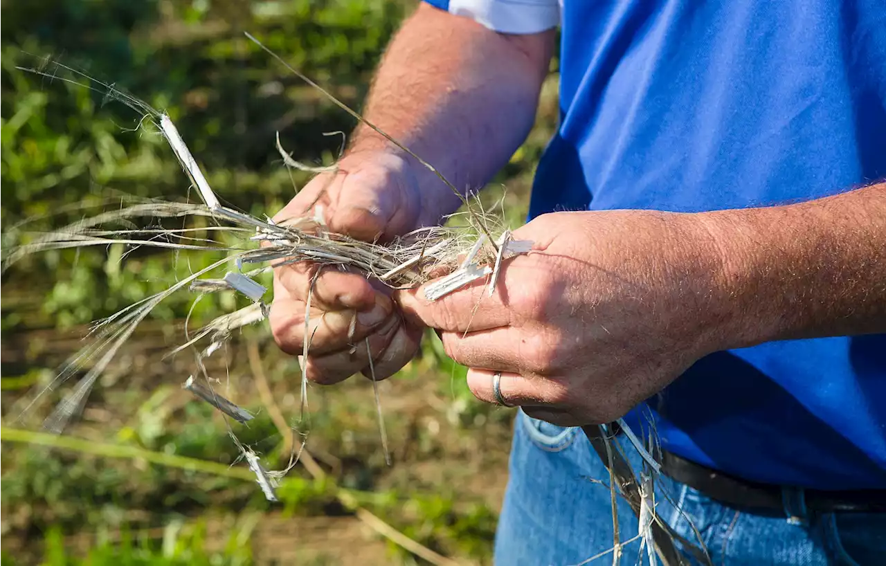 State Ag Department Wants $5 Million to Improve Colorado Hemp Processing