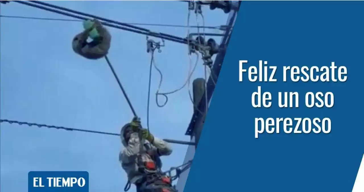 El emocionante rescate de oso perezoso de un poste de luz en Antioquia