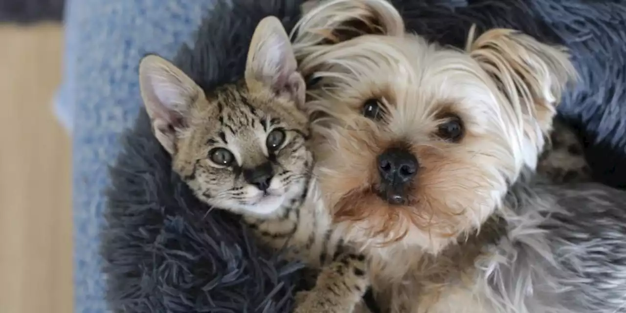 Cinco señales para saber si su perro o gato es feliz y confía en usted