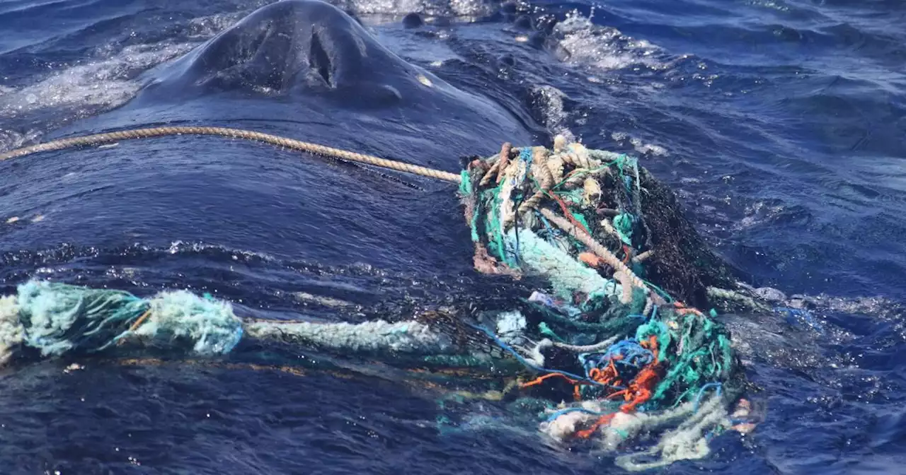 Entangled humpback whale cleared of marine debris off Maui