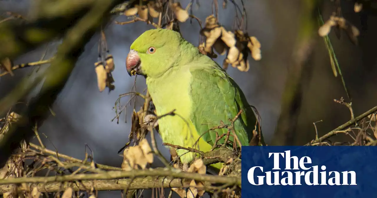 Escaped pet parrots pose ‘real problem’ to native New Zealand birds