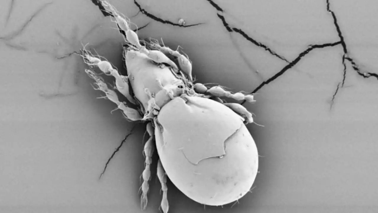 A species of beetle mite survived for thousands of years without having sex