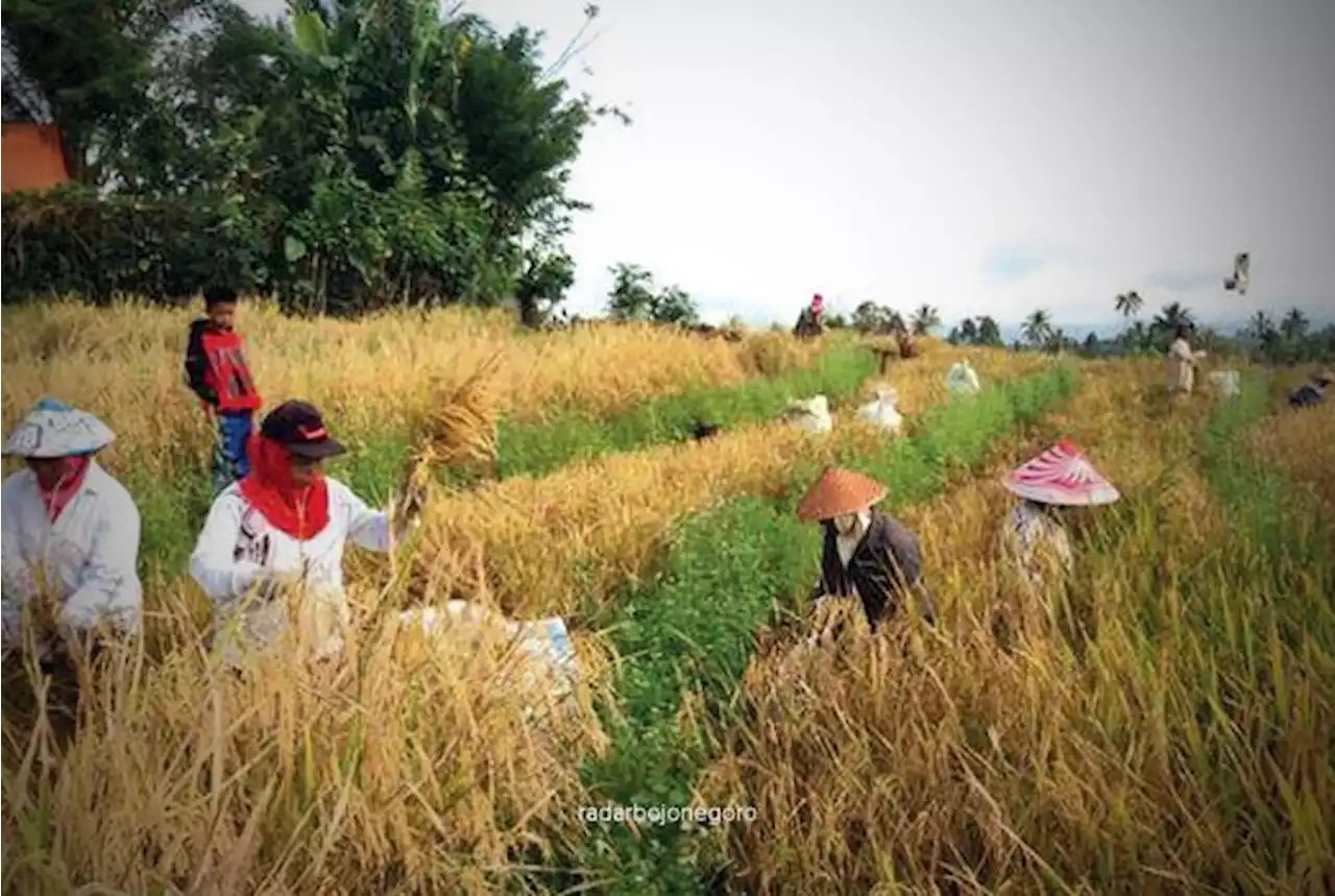 Produksi Padi Bojonegoro Terus Meningkat, pada 2021 Capai 824.722 Ton