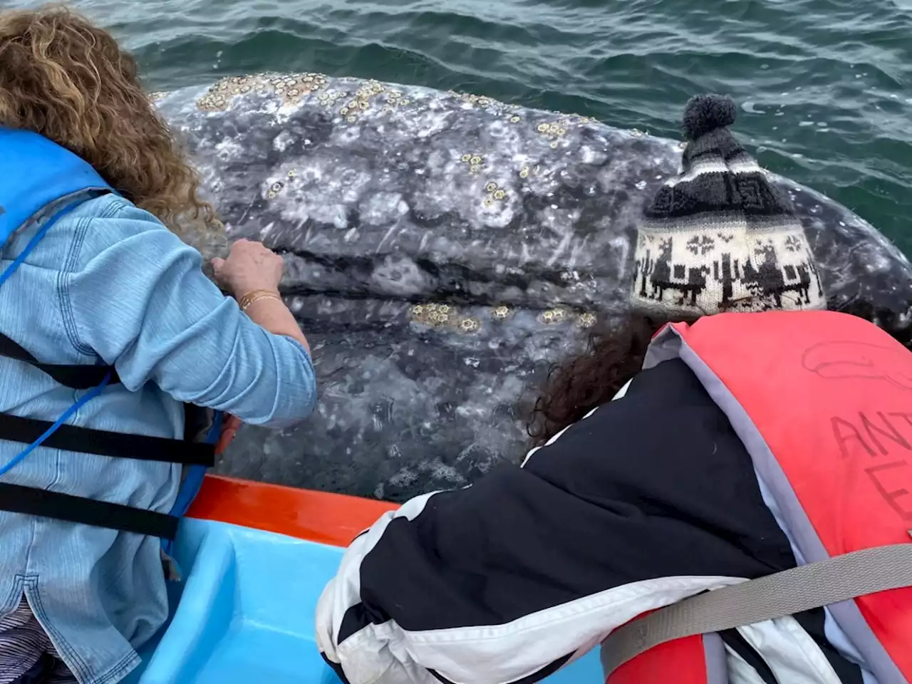 Frumpy Middle-aged Mom: I got spit on by a whale in Baja