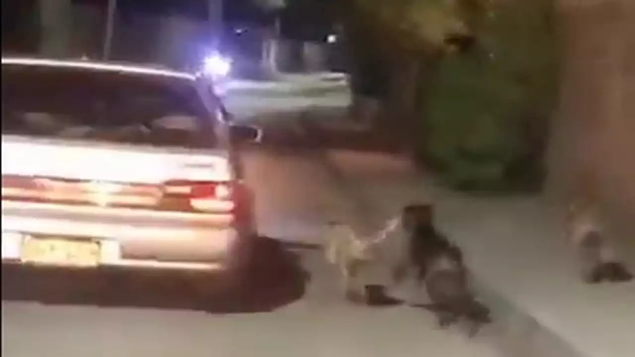 En Malambo un conductor amarró a un perrito al carro y lo arrastró por la calle