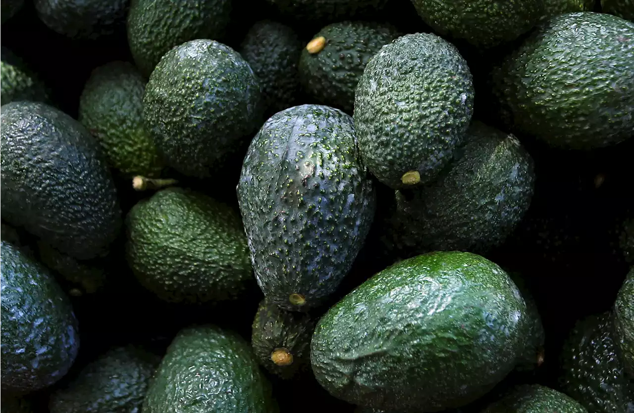 Mexico's Avocados Face Fallout From Violence, Deforestation