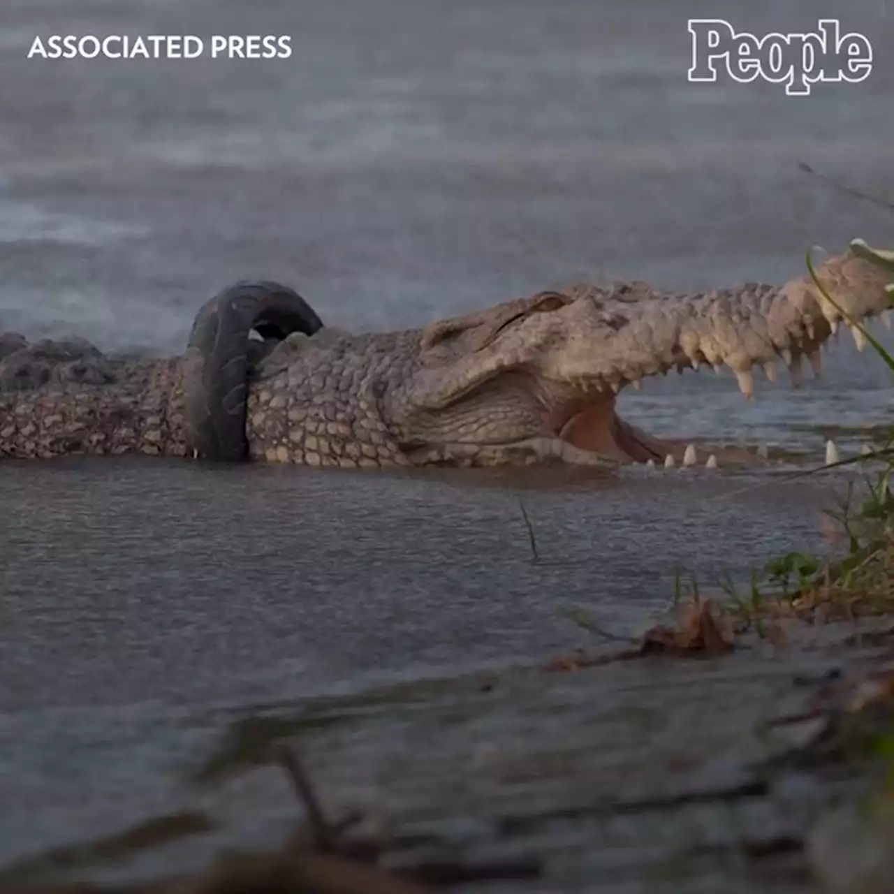 14-Foot Crocodile Freed from Tire Stuck Around Its Neck After 6 Years