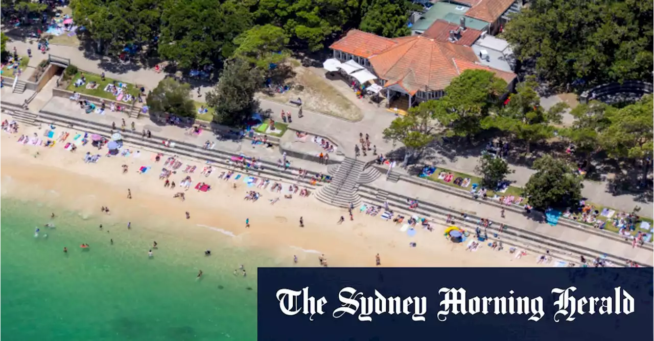 Shark Beach to shut out swimmers until December