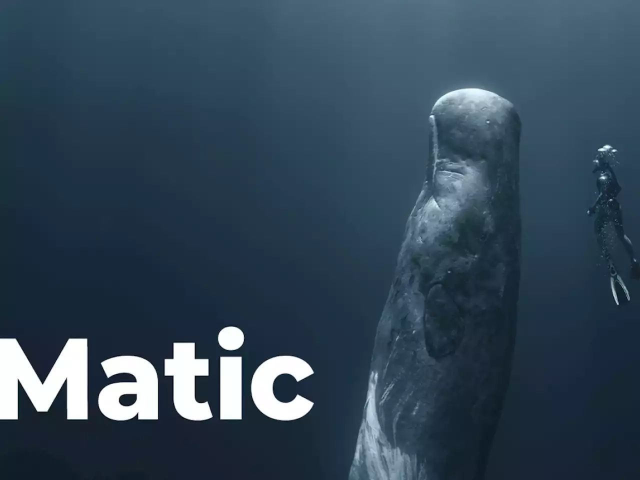 Whales Move Their Funds to MATIC as Token's Price Increases by 10%: WhaleStats