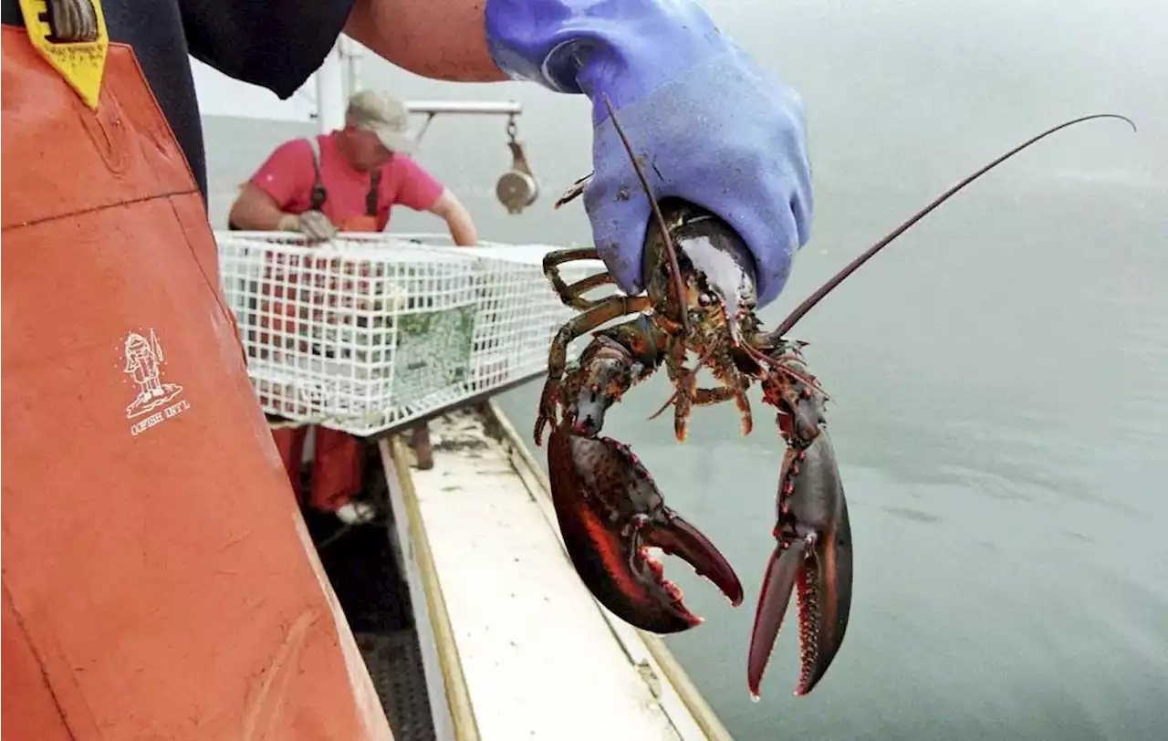 Maine lobstermen post record-high $725 million haul in 2021