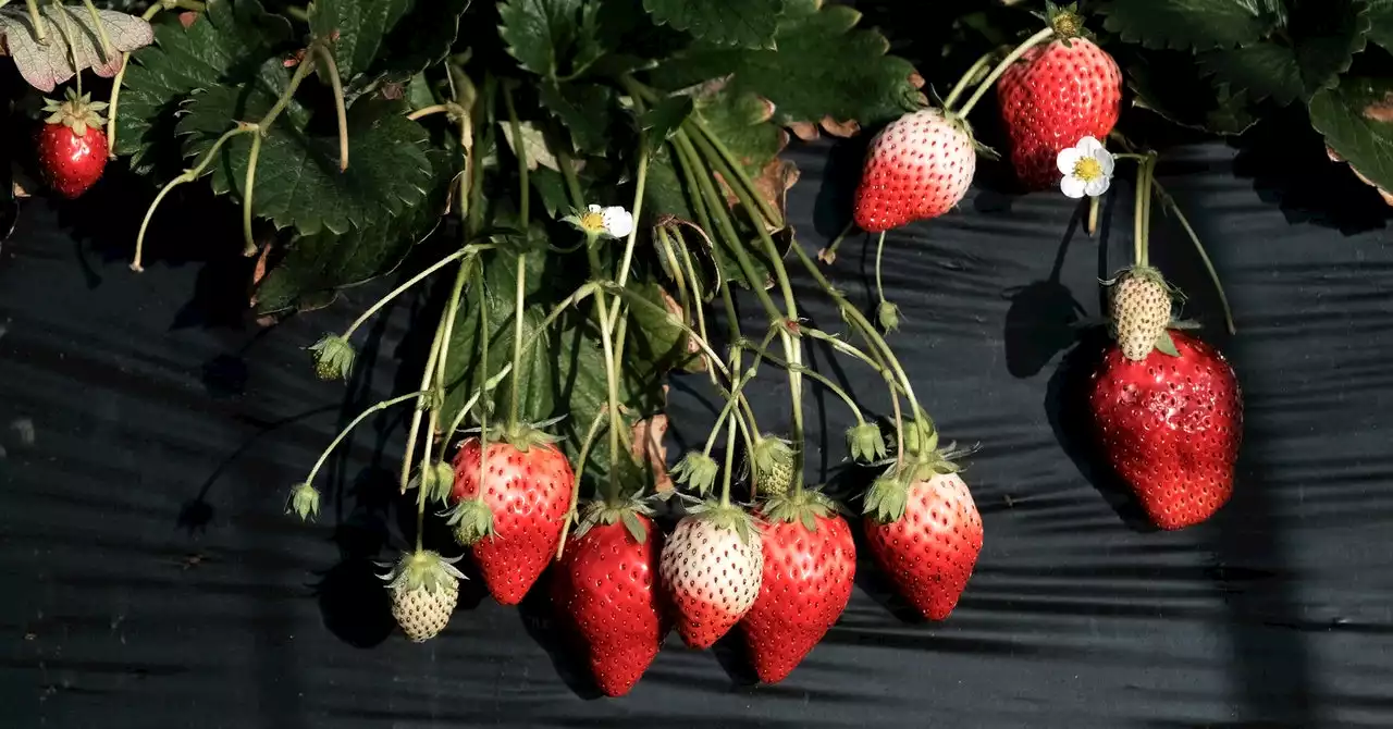 The Elusive Hunt for a Robot That Can Pick a Ripe Strawberry