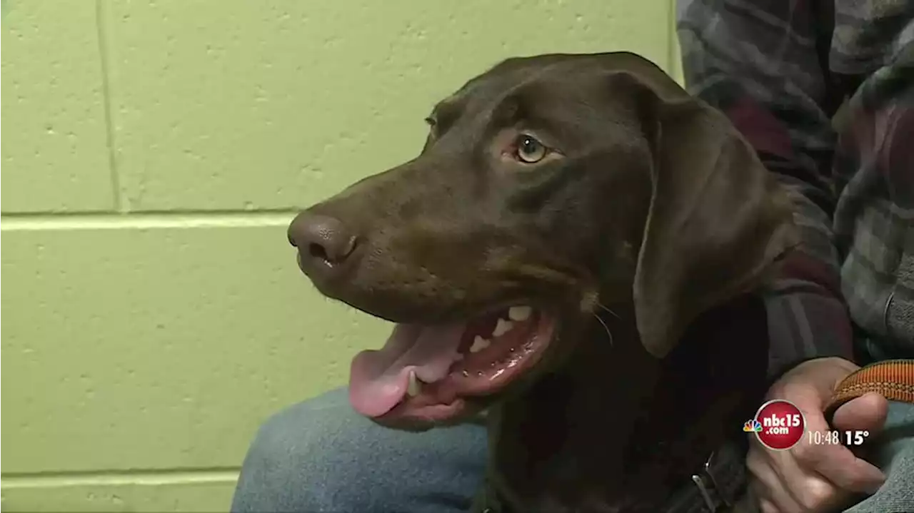 Making a Difference: Donor dogs and cats provide lifesaving blood for pets in need