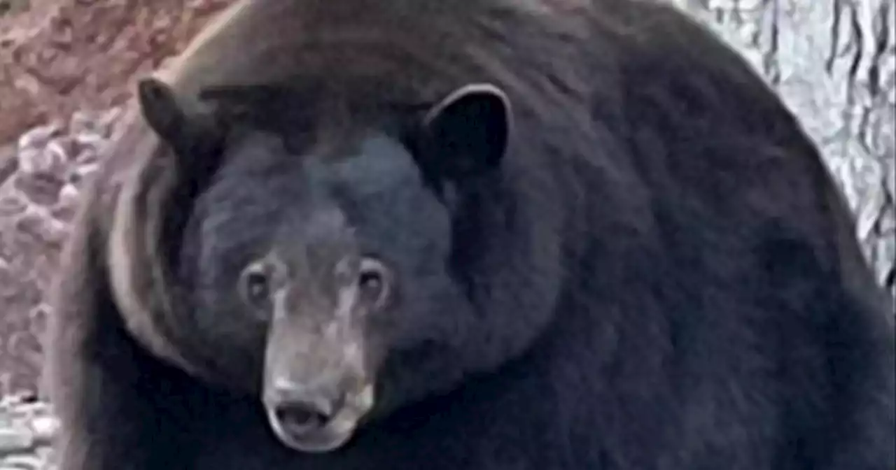 California wildlife agency trying to capture and kill 500-pound bear that damaged dozens of homes