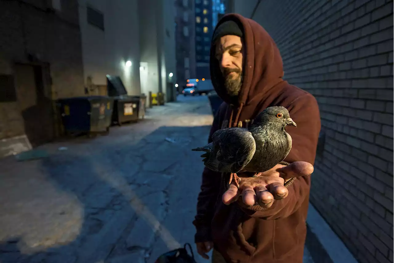 Searching for The Pigeon Lady - Chicago Reader