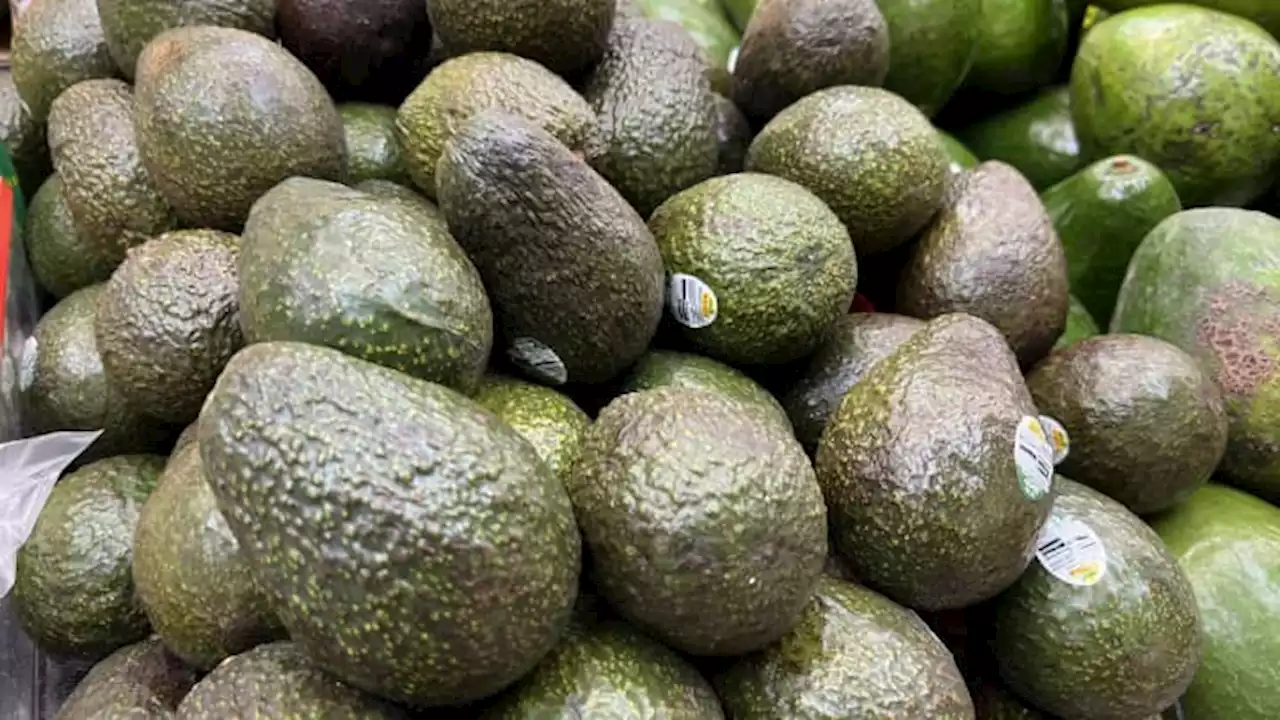 Avocados will likely be in short supply and more expensive due to Mexican import suspension