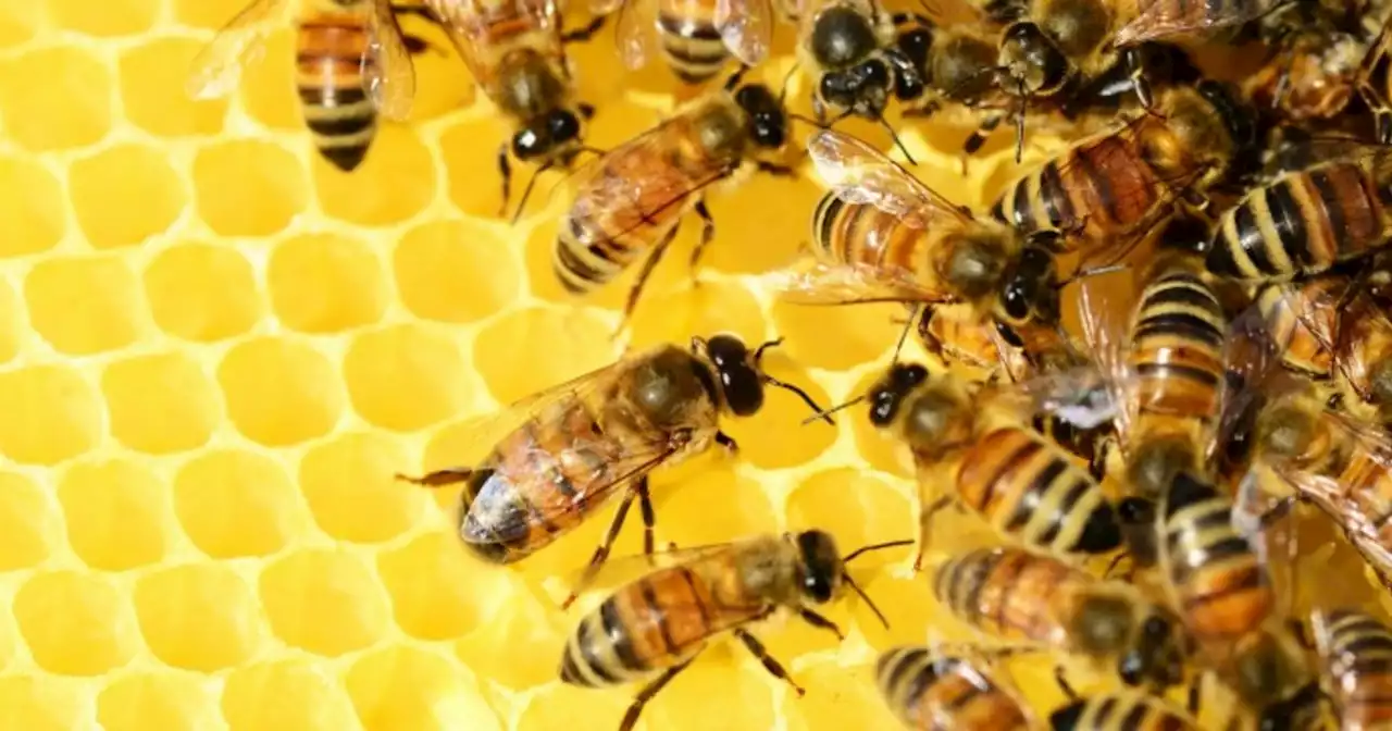 To Protect 'Web of Life,' California Proposal Would Ban Bee-Killing Neonics