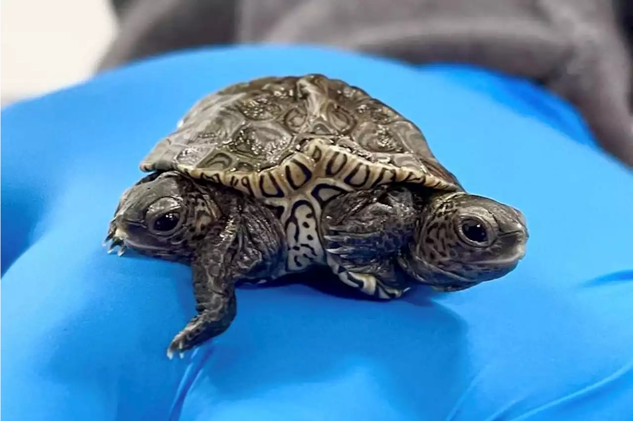 Meet the Two-Headed Turtle, Mary-Kate and Ashley