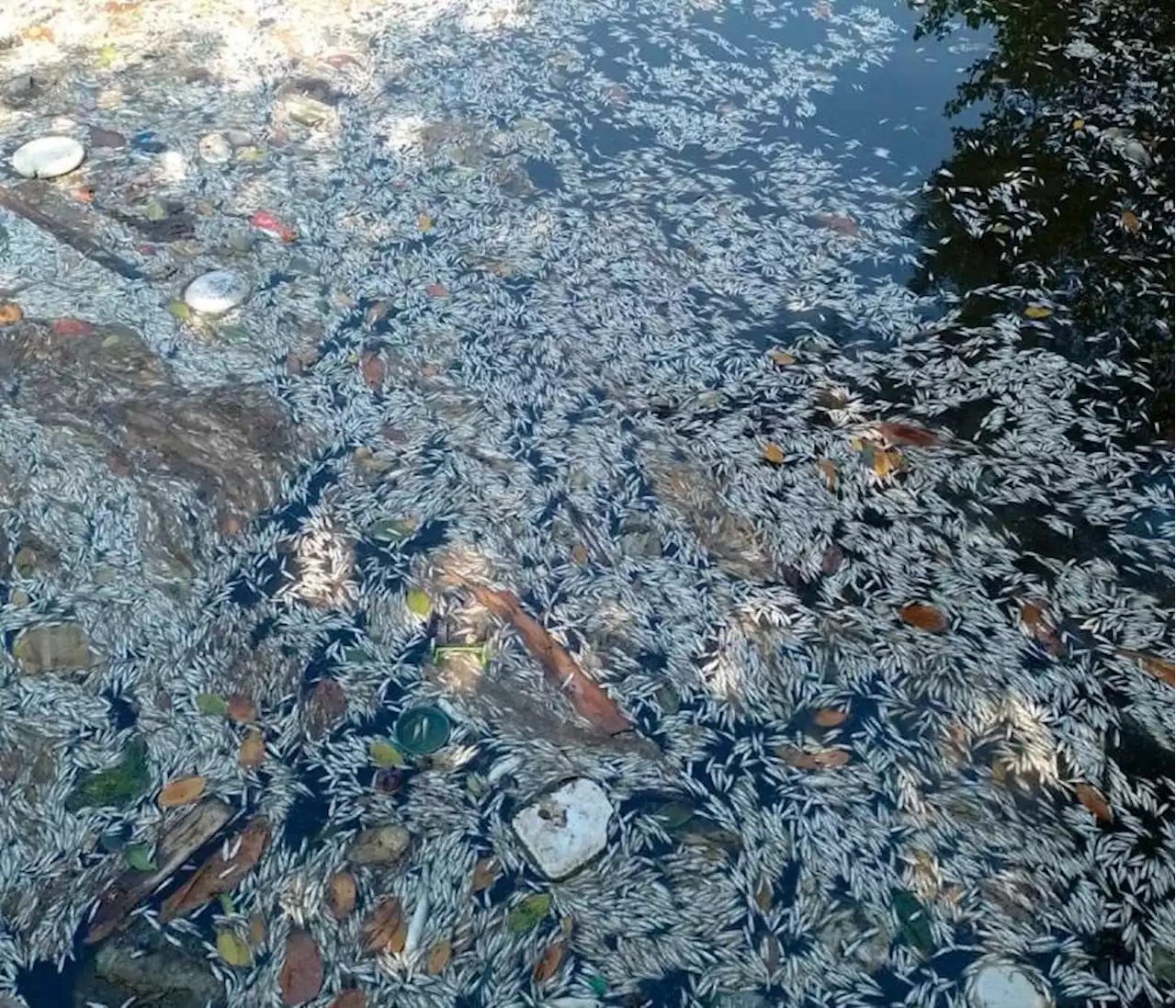 Denuncian mortandad de peces en caño El Limón en El Pozón