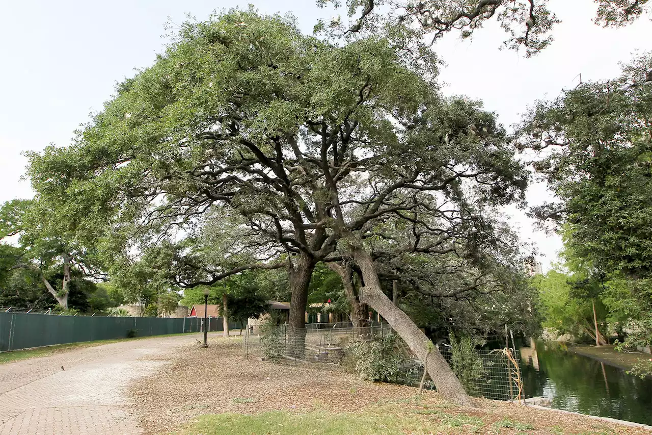 ‘This project needs to slow down’: Historic buildings vs. rare trees in Brackenridge Park battle