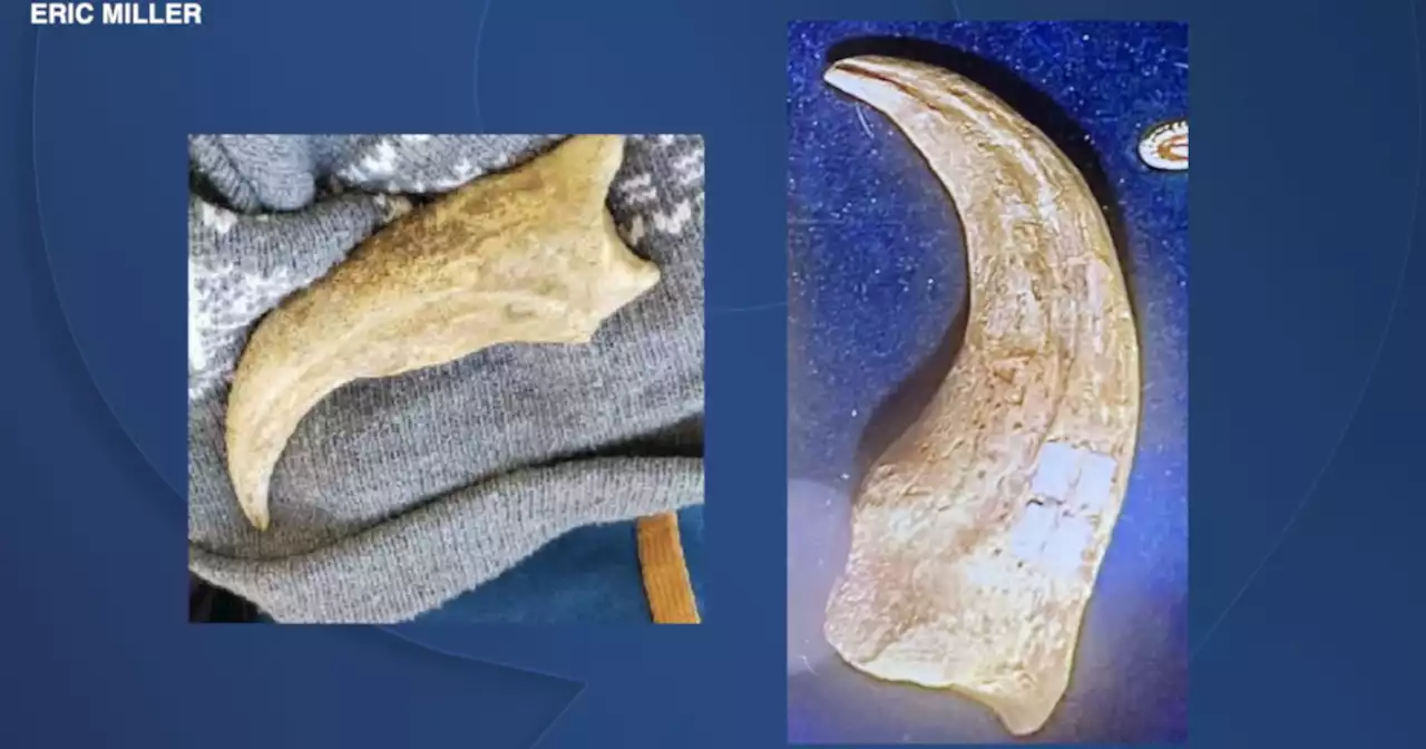 Police recover stolen dinosaur claws worth $25,000