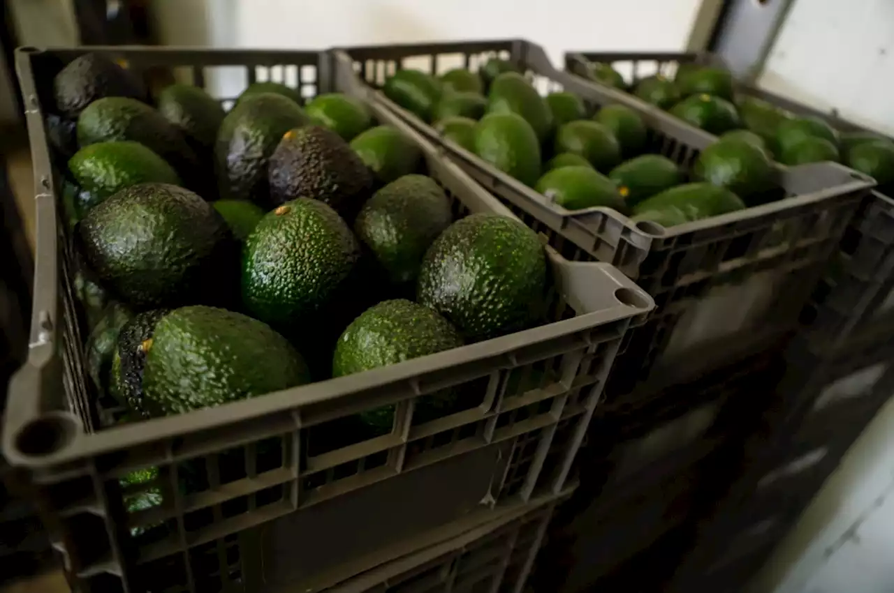 U.S.-Mexico avocado dispute already causing shortages