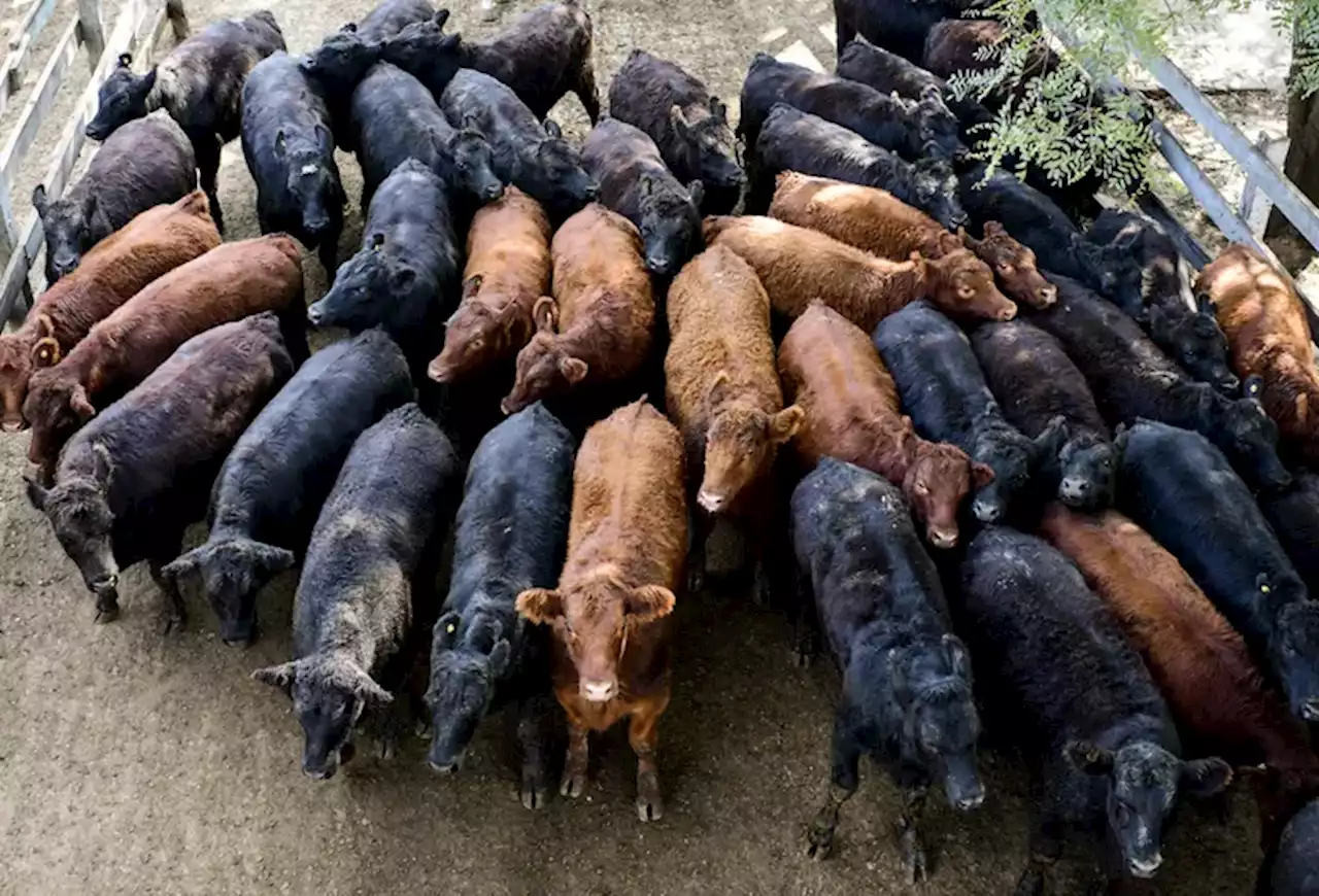 Volvió a subir el valor de los novillos en el Mercado de Liniers