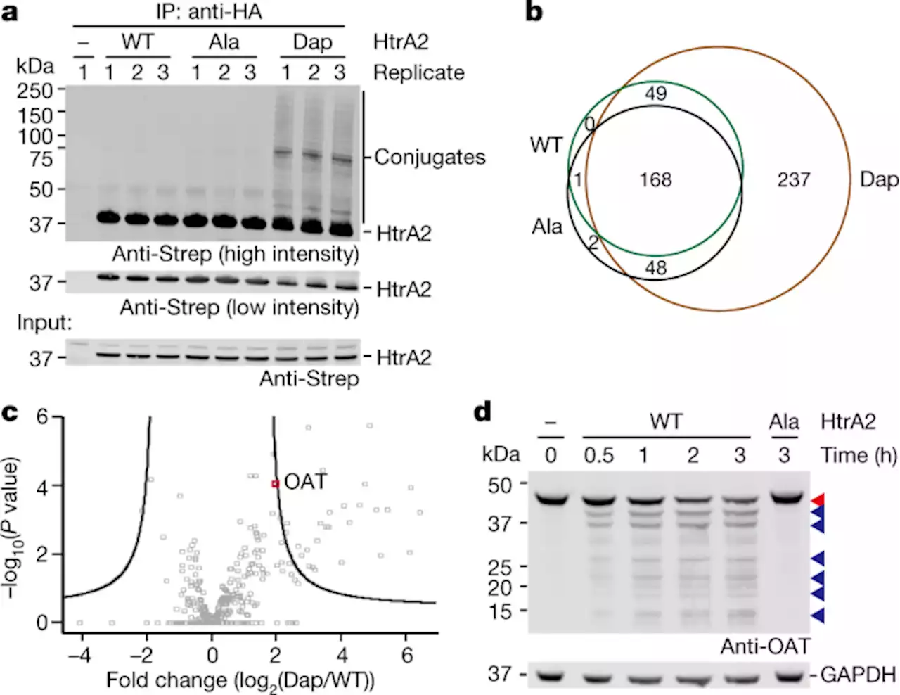 Mechanism-based traps enable protease and hydrolase substrate discovery - Nature