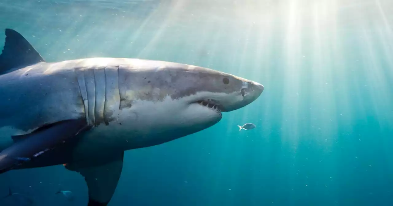 Shark fatally attacks swimmer in Australia; beaches closed near Sydney