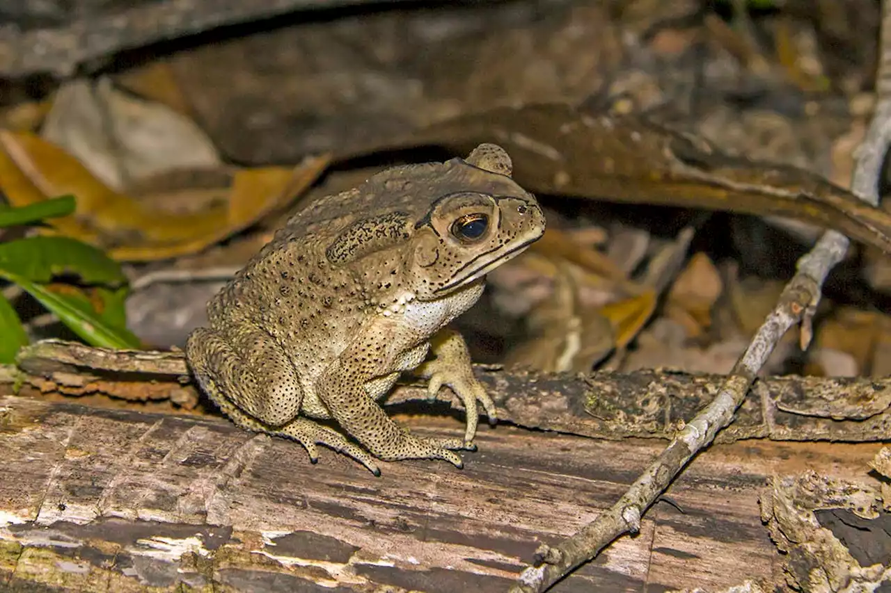 Invasive poisonous toads are killing Madagascar's native snakes