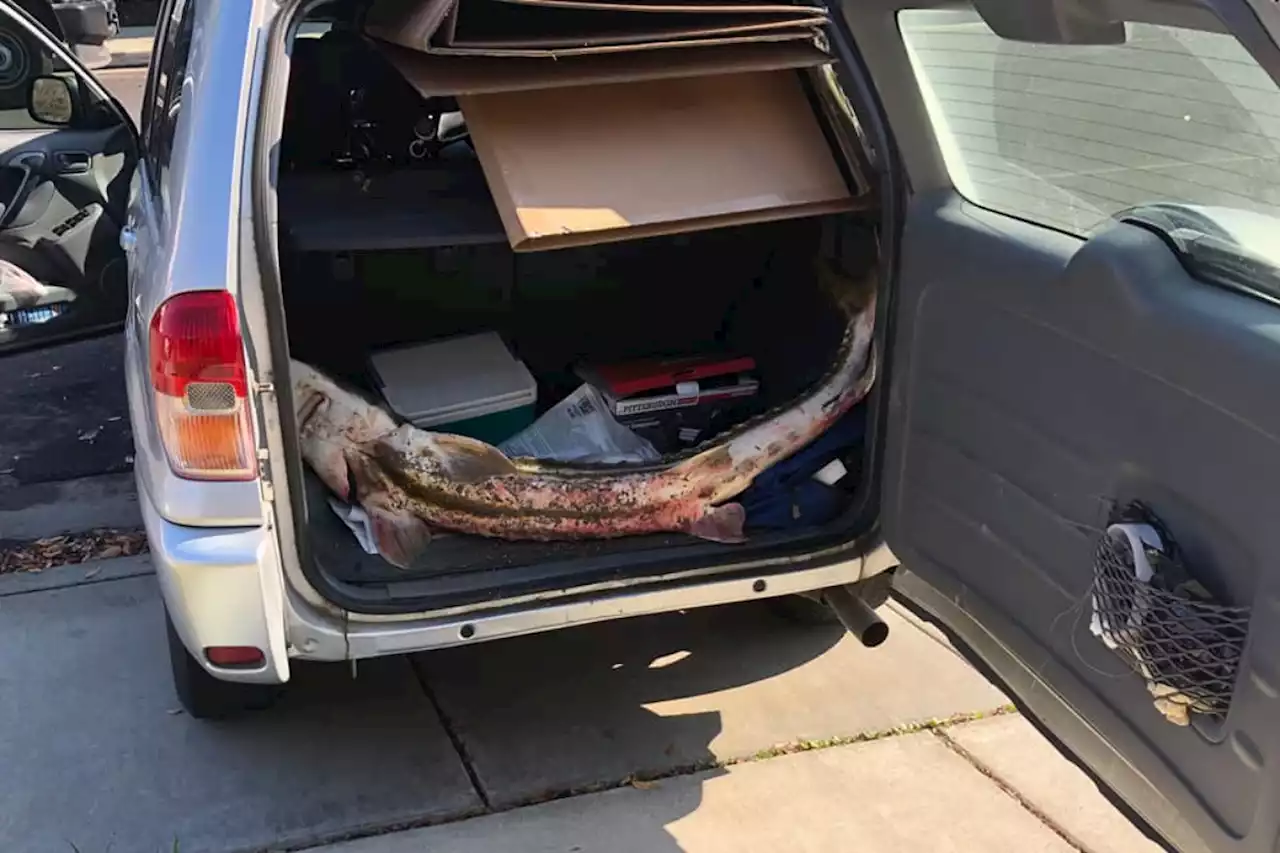 Endangered 5ft green sturgeon found alive in trunk of California SUV