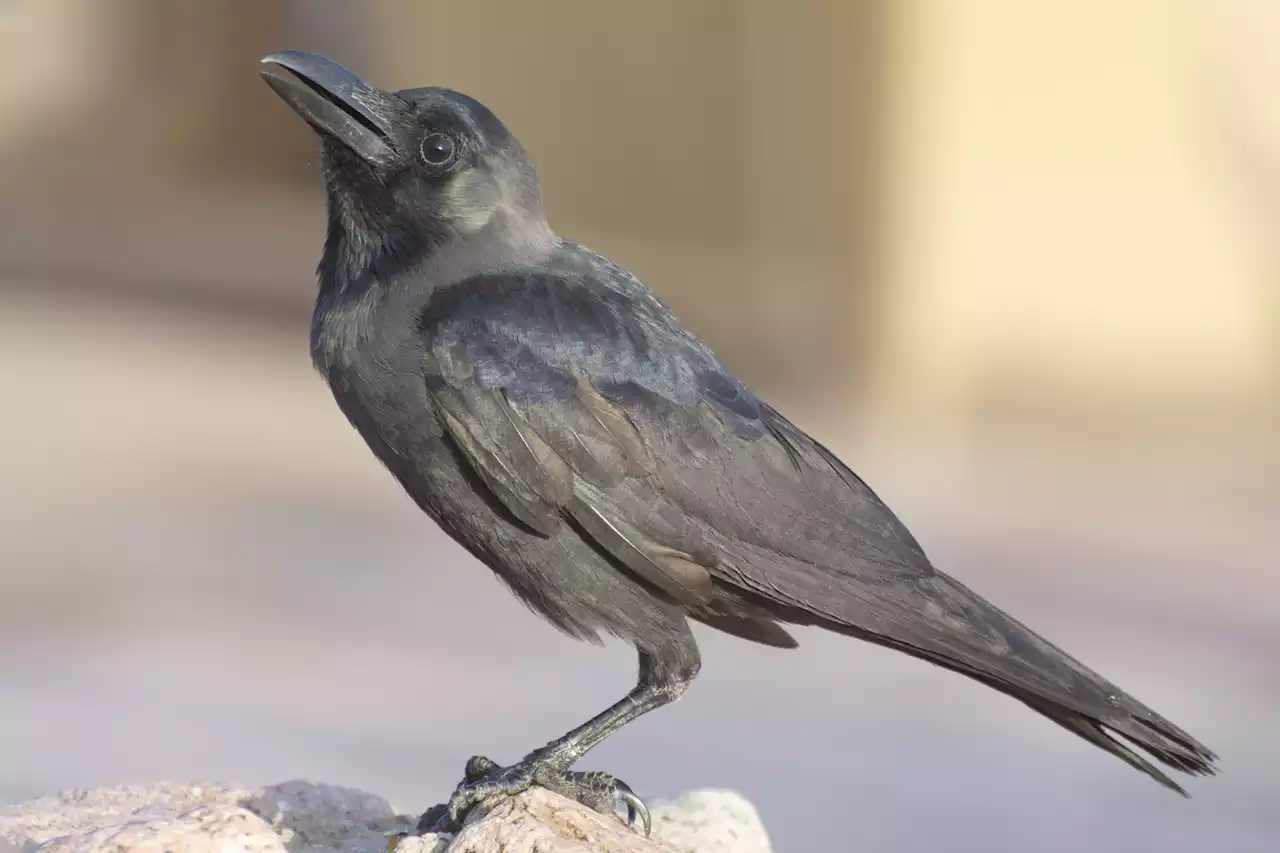 Over 100 black crows drop dead in St. Louis