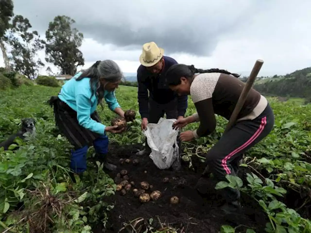 El 15% de los productores de papa ha renunciado al cultivo