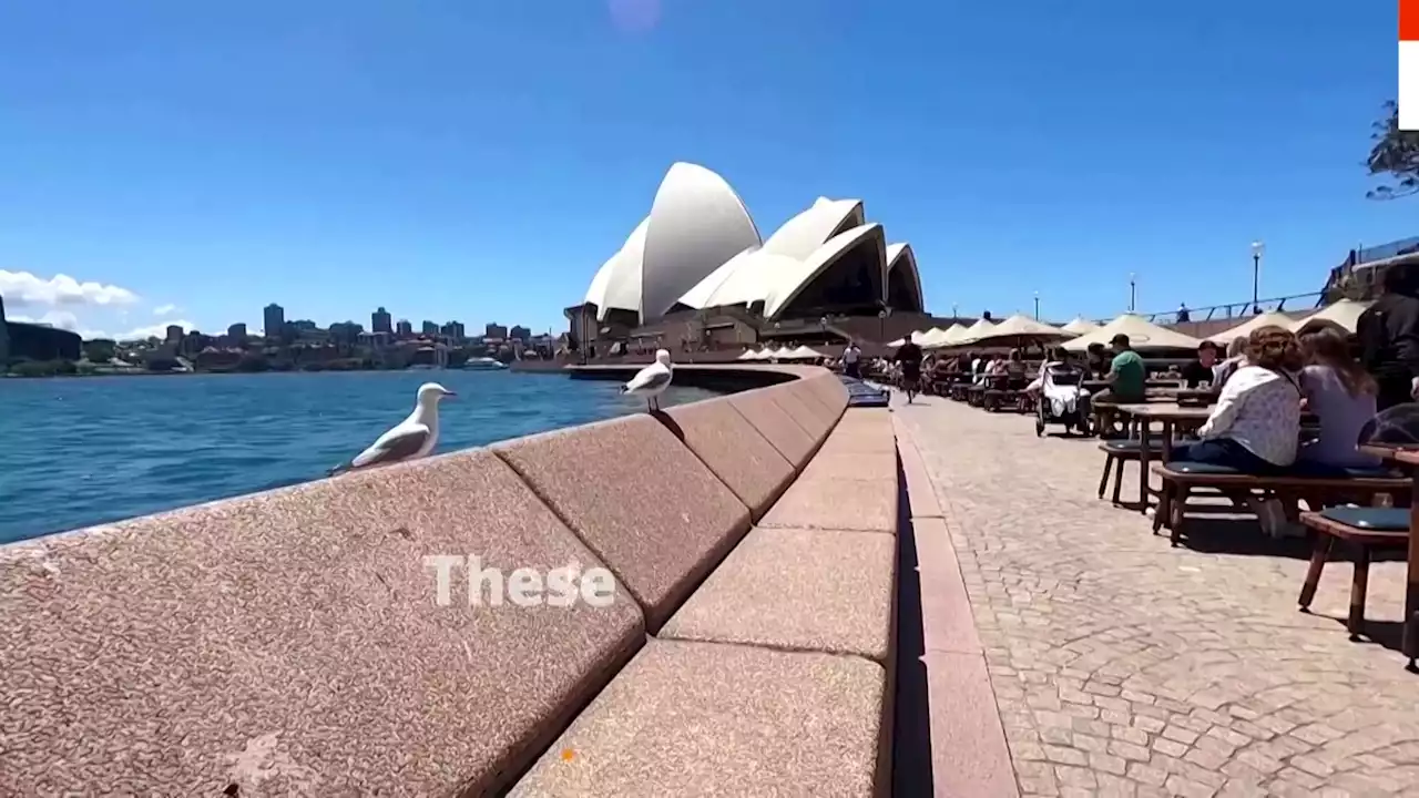 Gull-free dining thanks to patrol dogs at Sydney Opera House