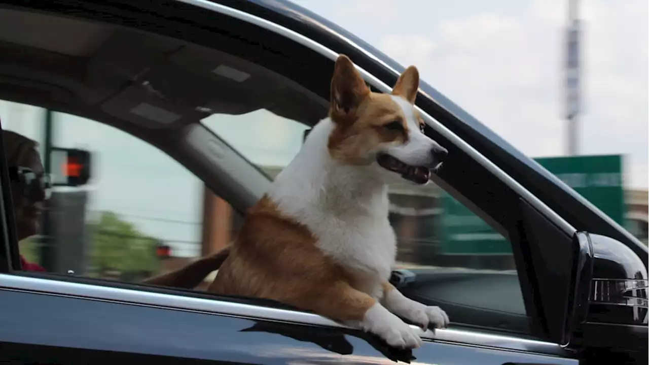 Ford patents Pet Mode function to keep your furry friends safe