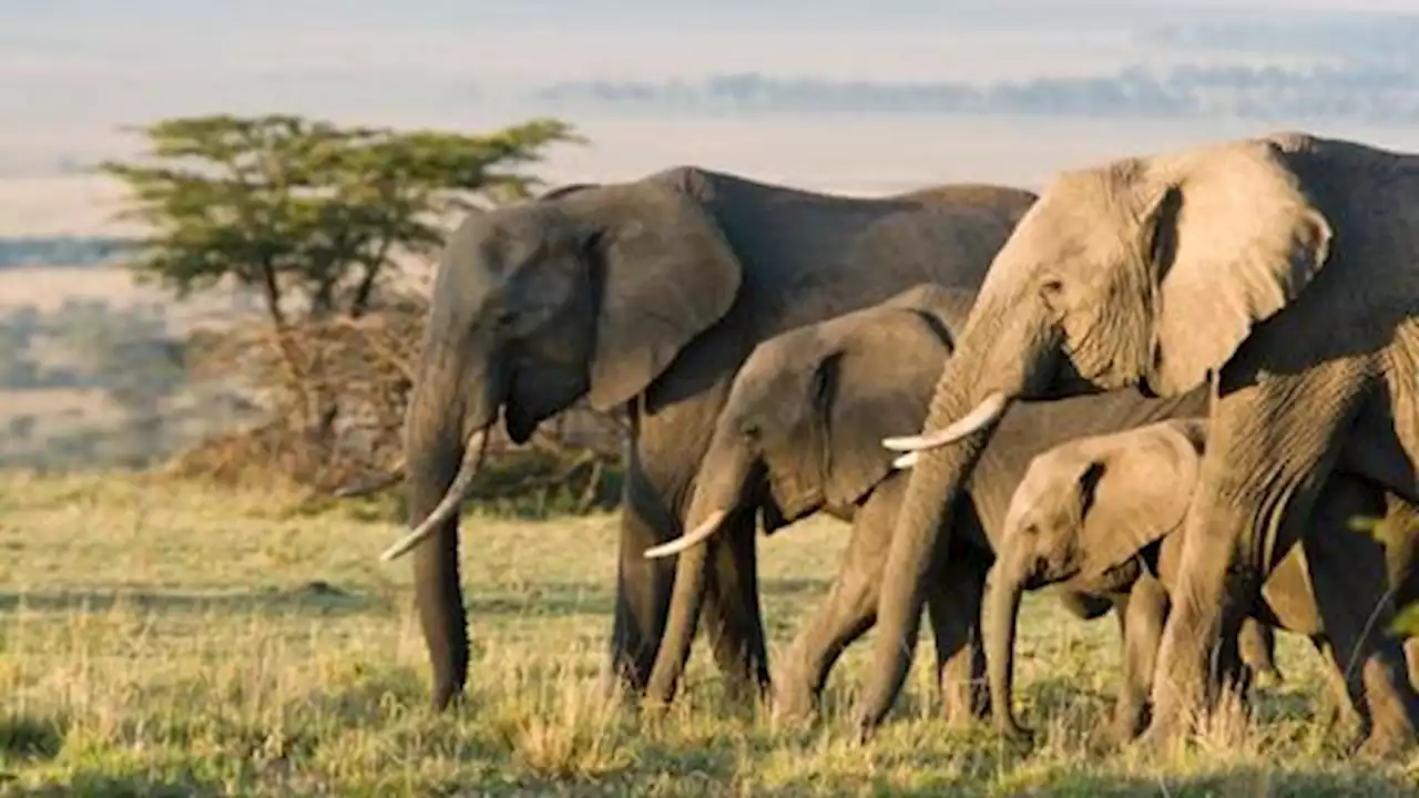 DNA testing lays bare the networks of illegal ivory trade