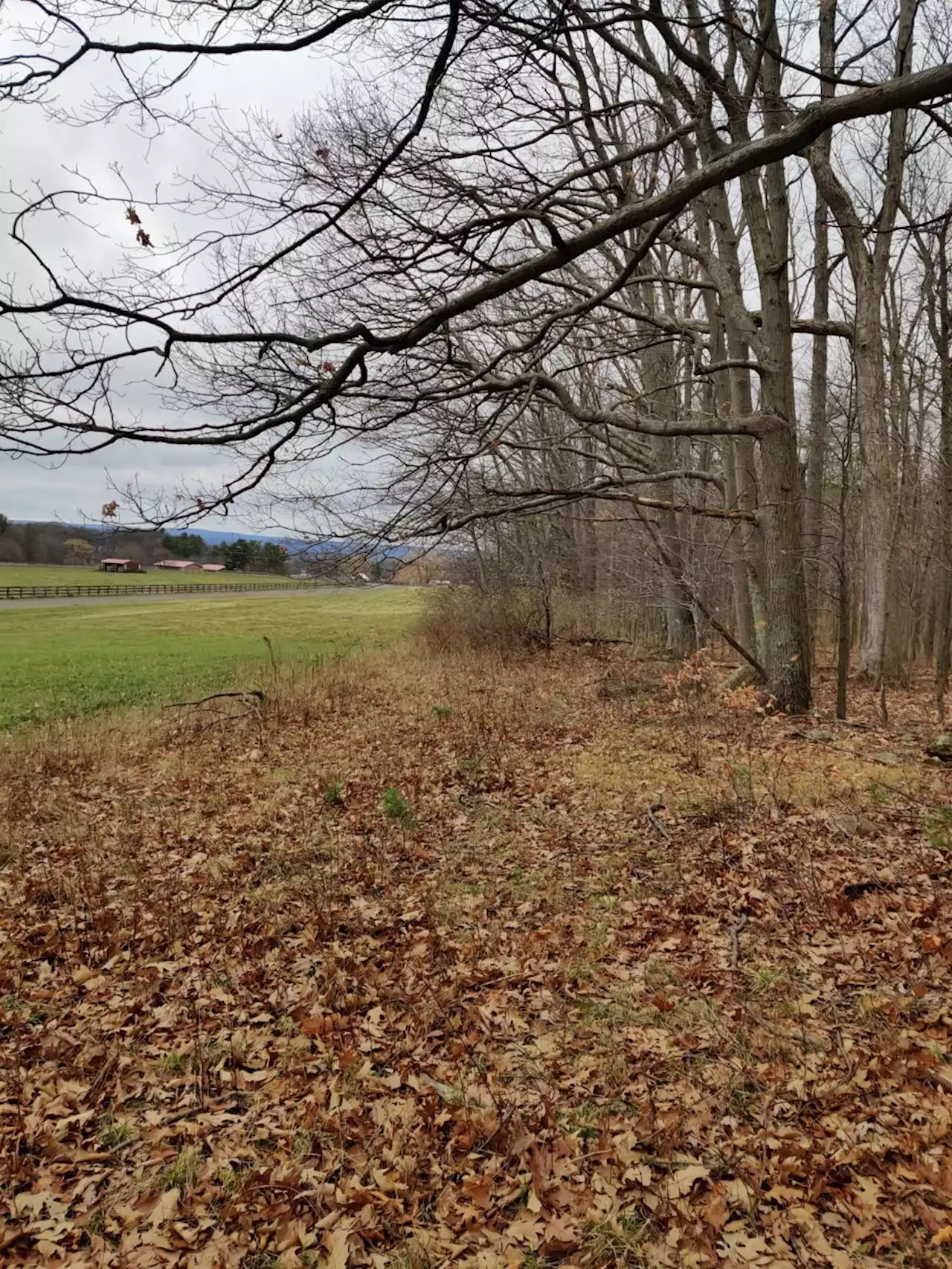 Urban forests may store more carbon than we thought, study finds