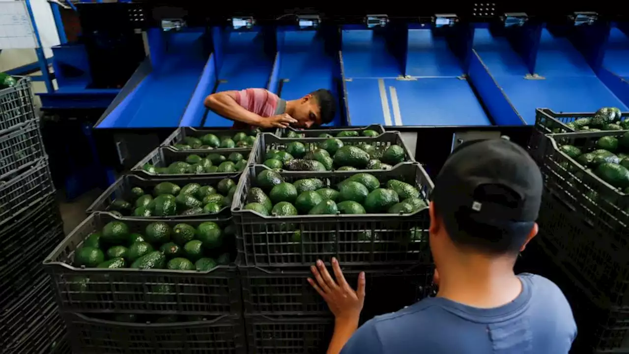 Experts see avocado price rise, damage to Mexican producers