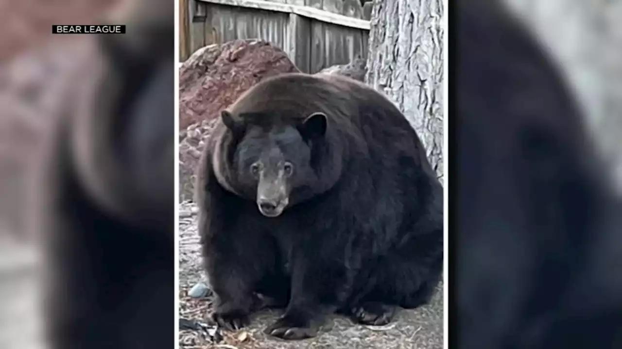 CA wildlife officials plan to trap, euthanize 500-pound Black bear in Lake Tahoe