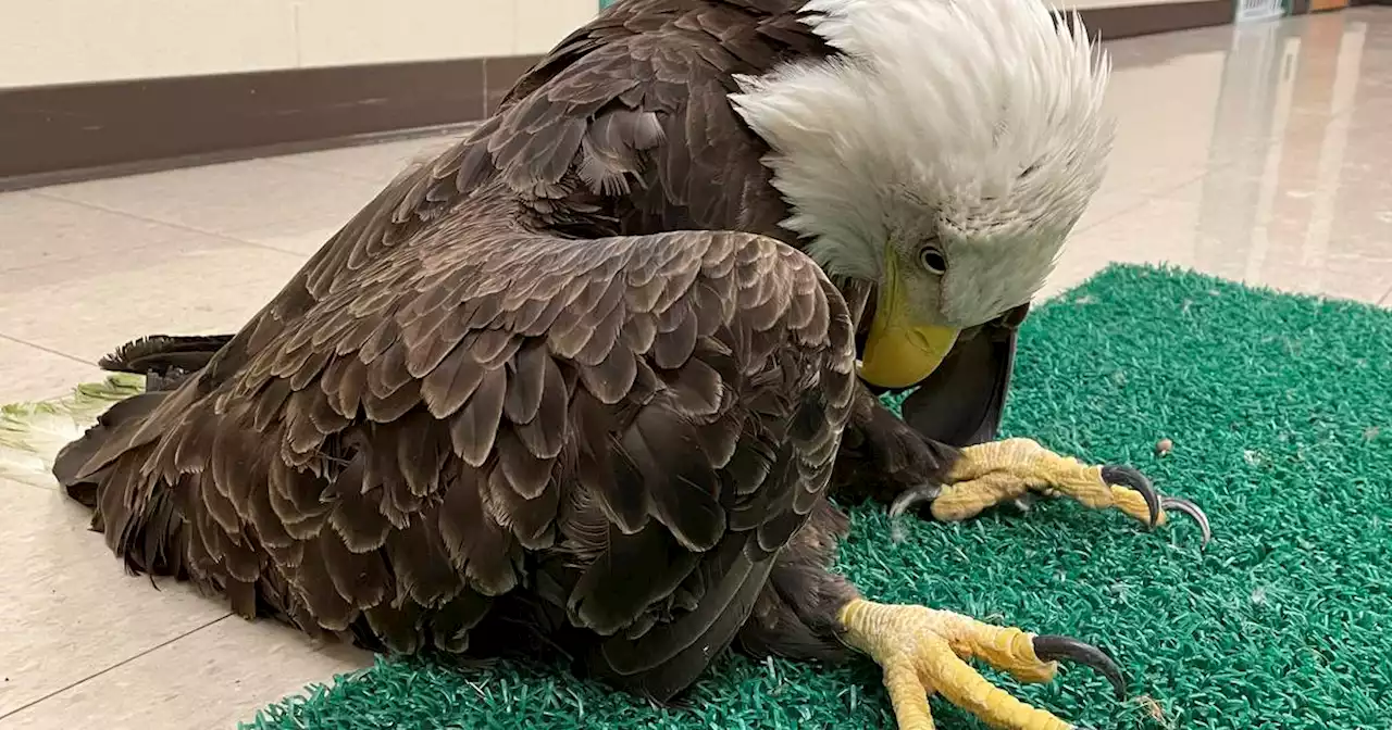 Nearly half of US bald eagles suffer lead poisoning, study indicates