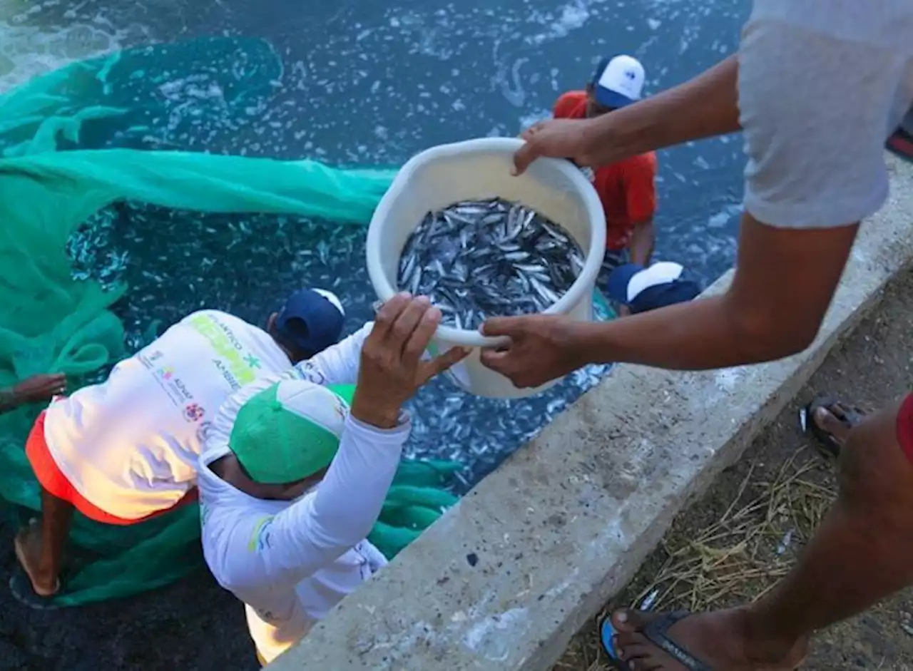 Alerta por aparición de decenas de peces muertos en la playa de Puerto Colombia